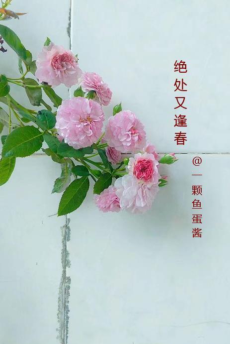 绝处逢生的前一句
